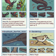 Image for article titled Animal Dating Profiles Are Unexpectedly Adorable